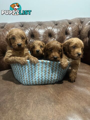 Beautiful Spoodle Puppies