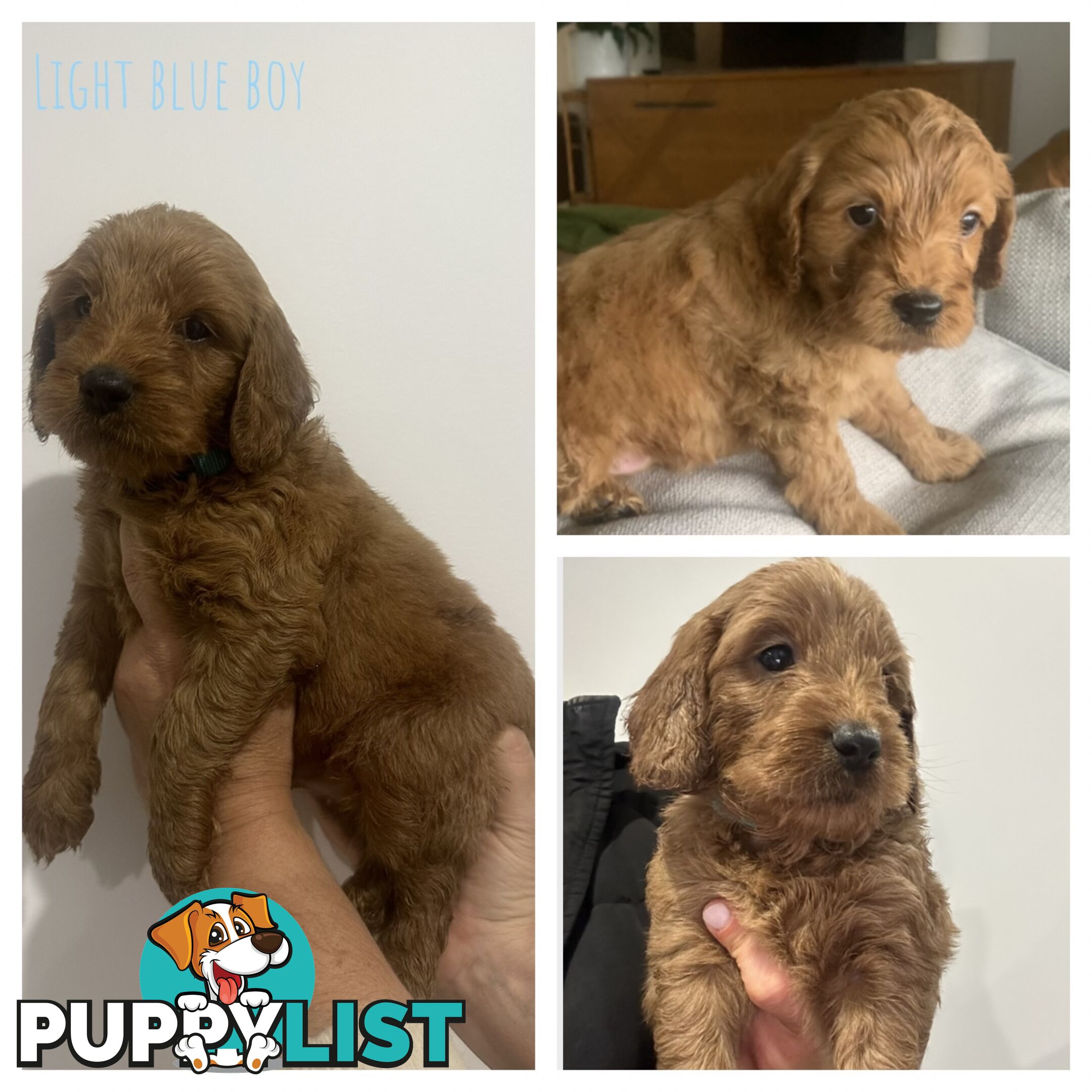 Beautiful Spoodle Puppies