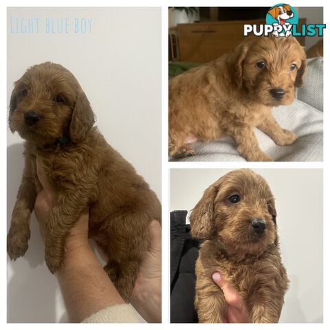 Beautiful Spoodle Puppies