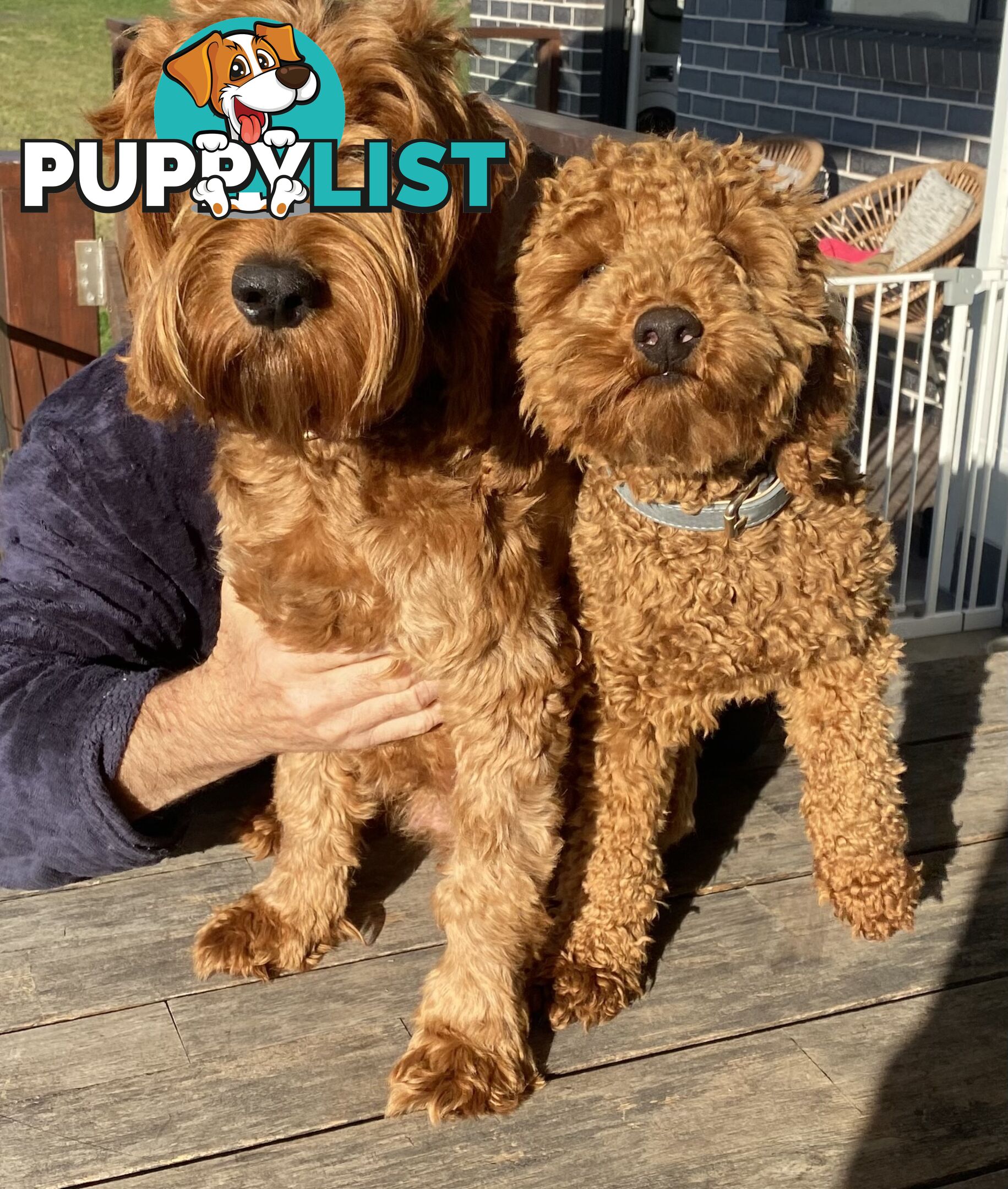 Beautiful Spoodle Puppies