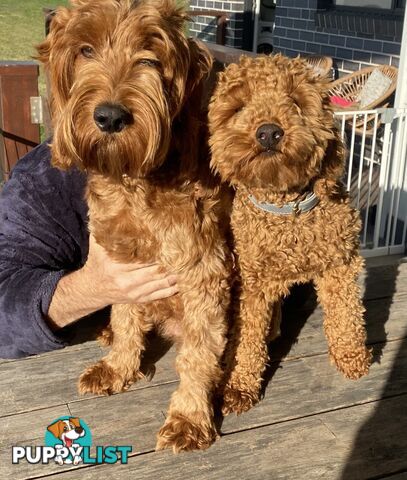 Beautiful Spoodle Puppies