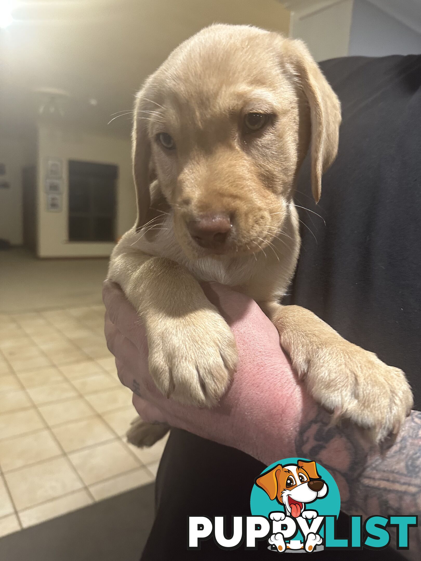 Labrador retriever puppies