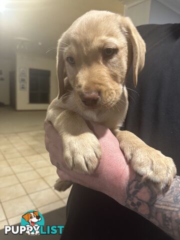 Labrador retriever puppies