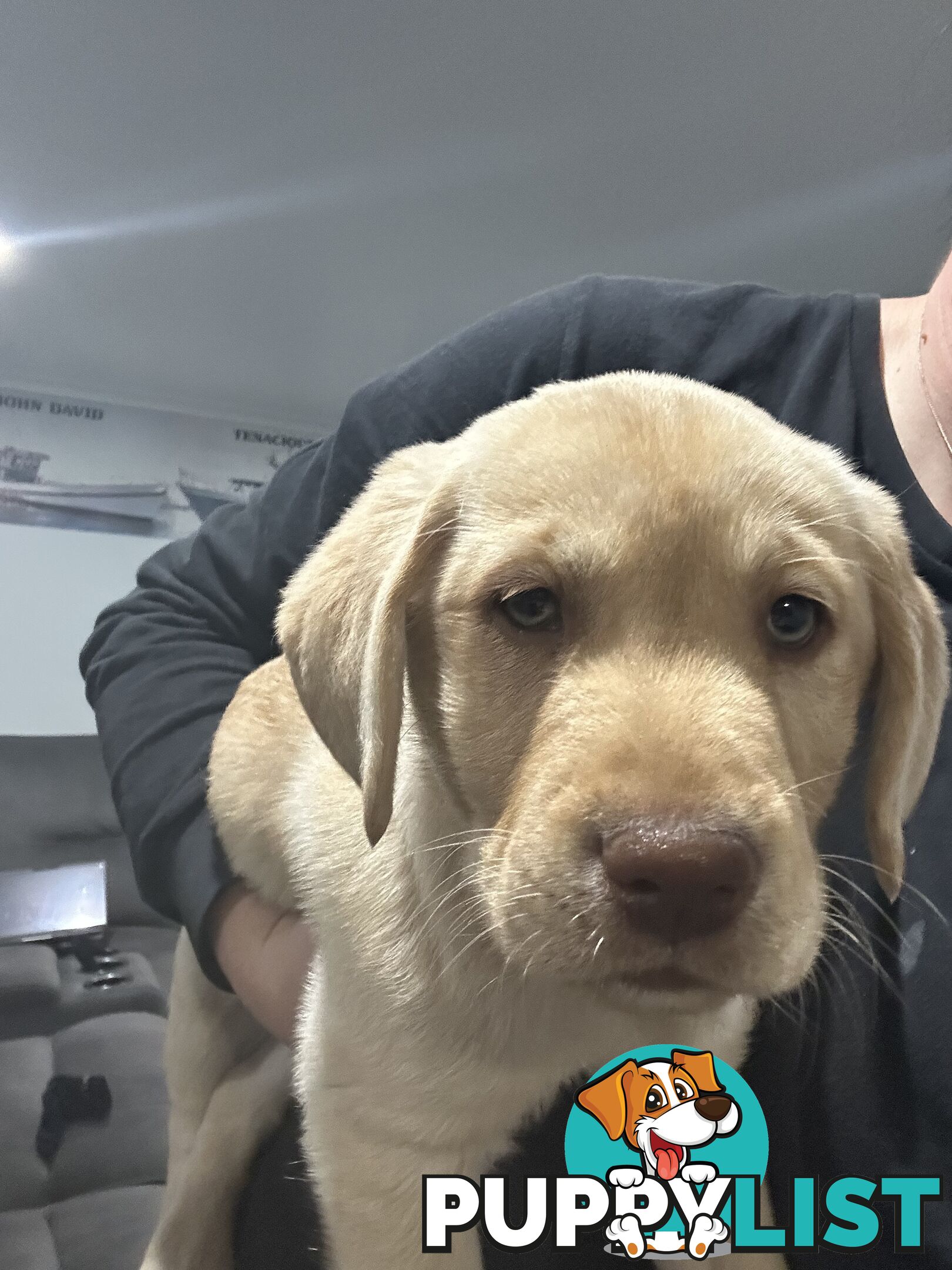 Labrador retriever puppies