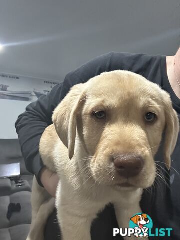 Labrador retriever puppies