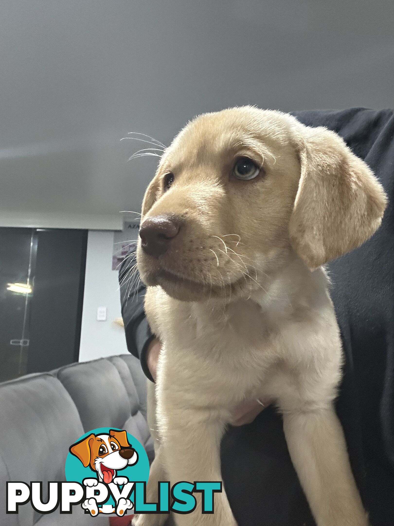 Labrador retriever puppies