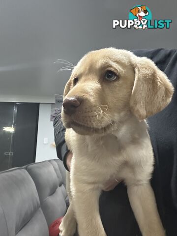 Labrador retriever puppies