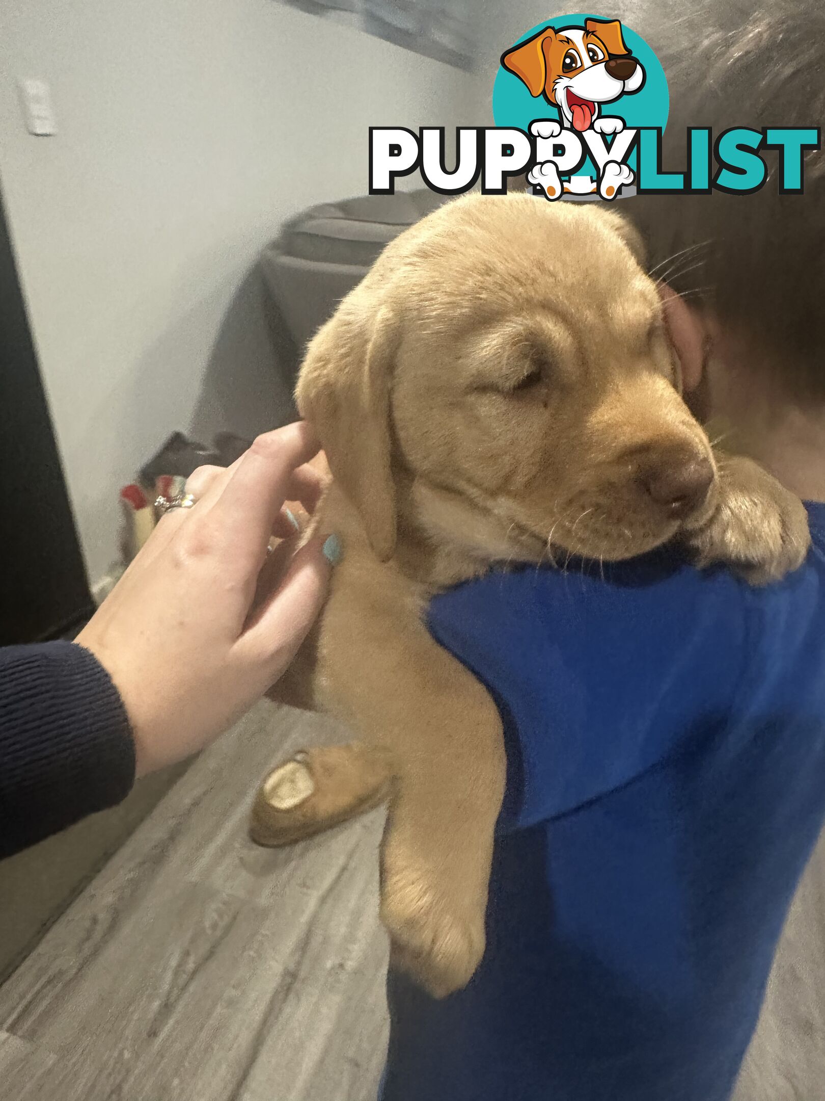 Labrador retriever puppies