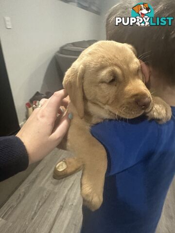 Labrador retriever puppies