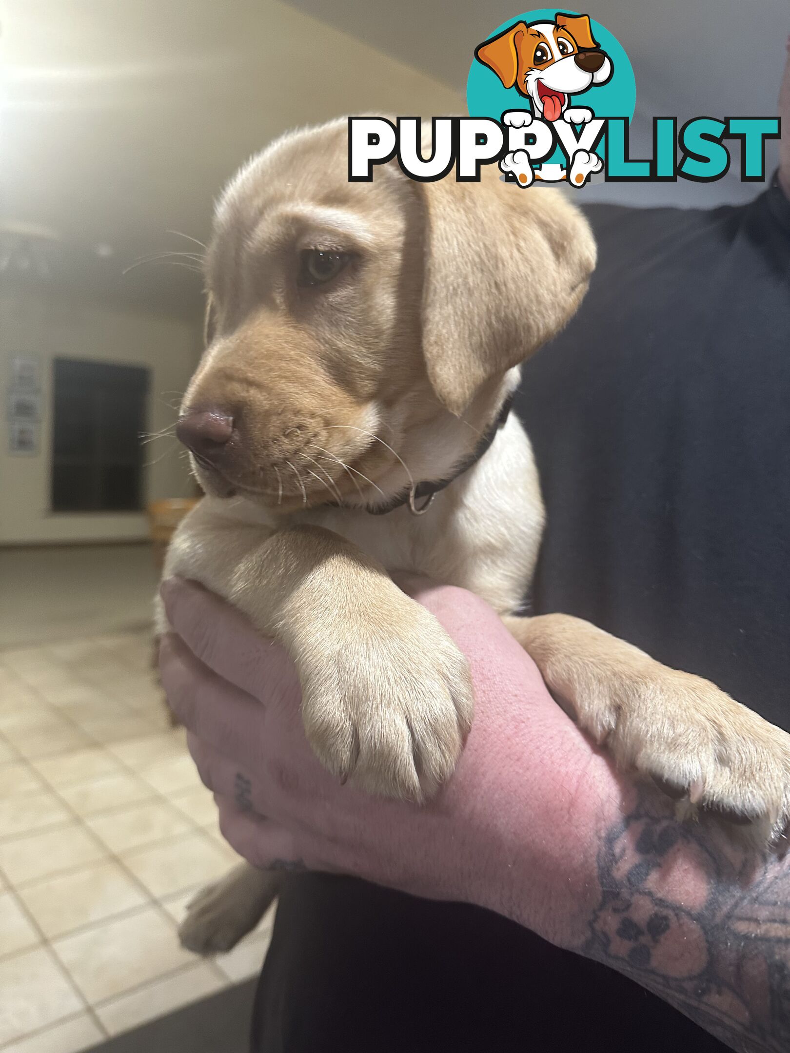Labrador retriever puppies