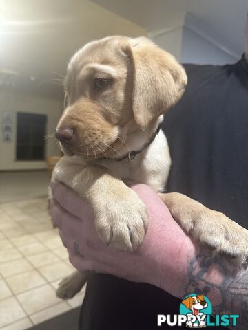 Labrador retriever puppies