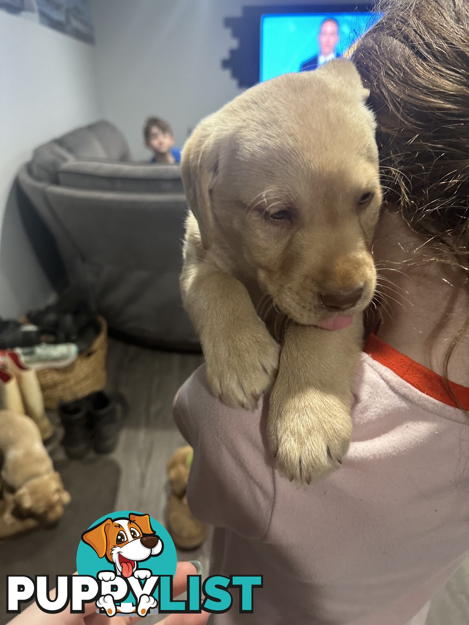 Labrador retriever puppies