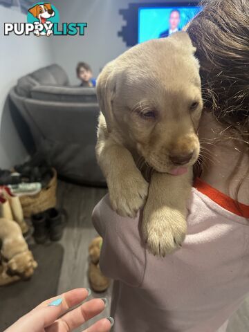 Labrador retriever puppies