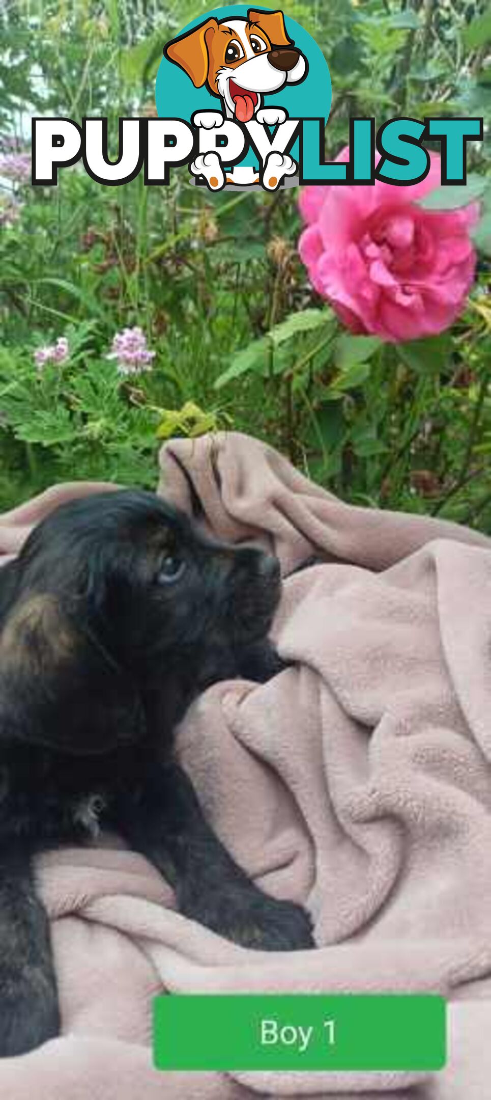 Cavoodle/Schnauzer Puppies