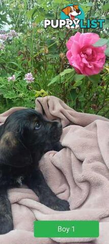 Cavoodle/Schnauzer Puppies