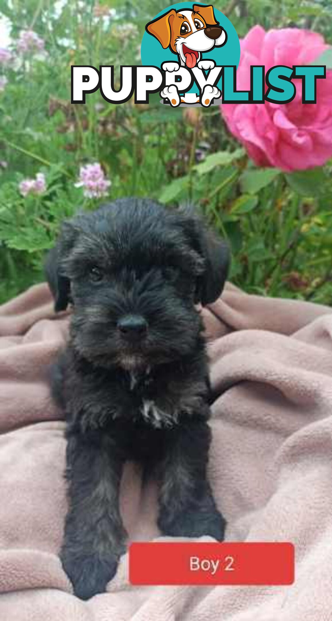 Cavoodle/Schnauzer Puppies