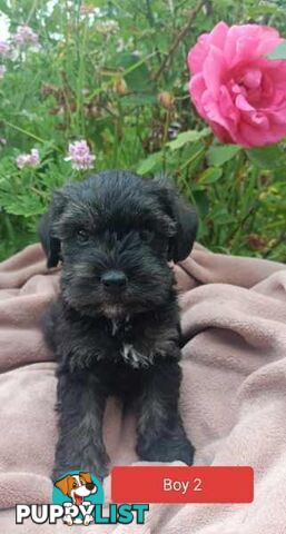 Cavoodle/Schnauzer Puppies