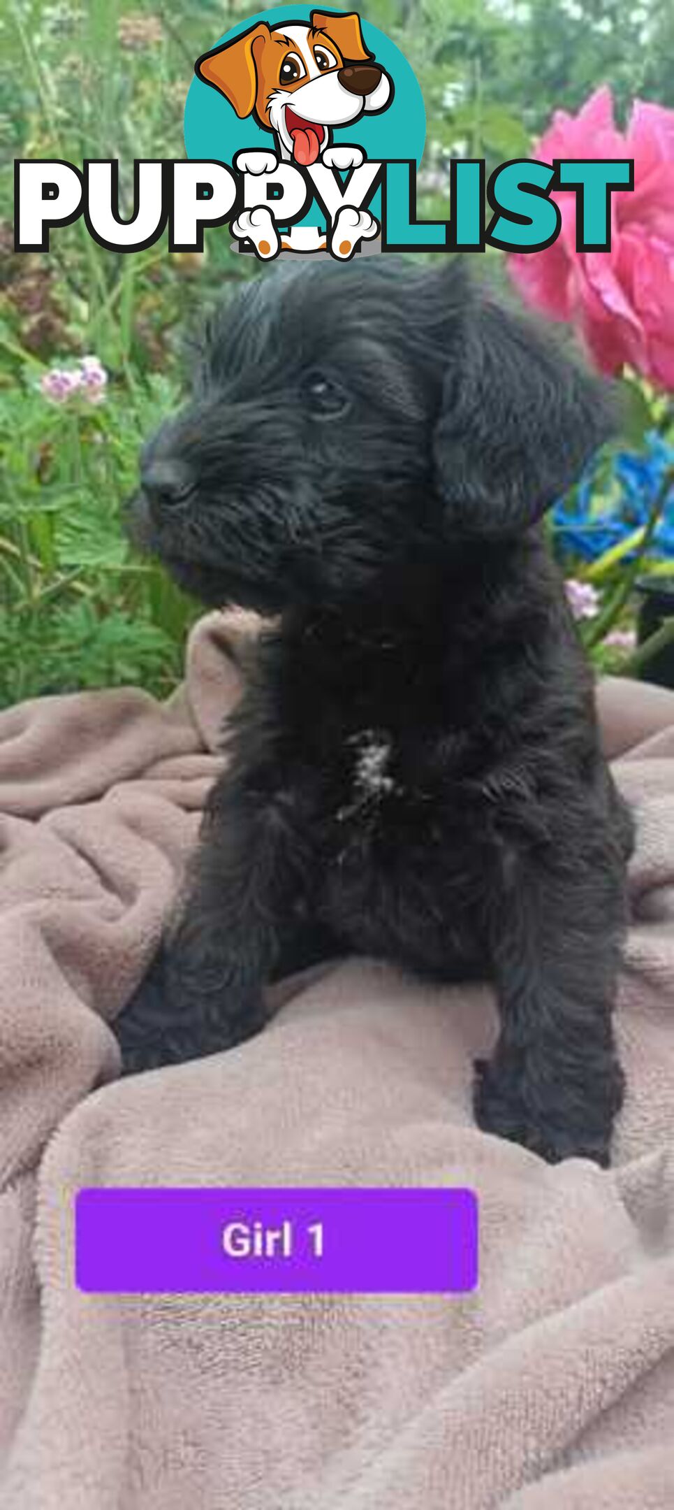 Cavoodle/Schnauzer Puppies