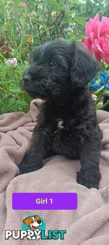 Cavoodle/Schnauzer Puppies