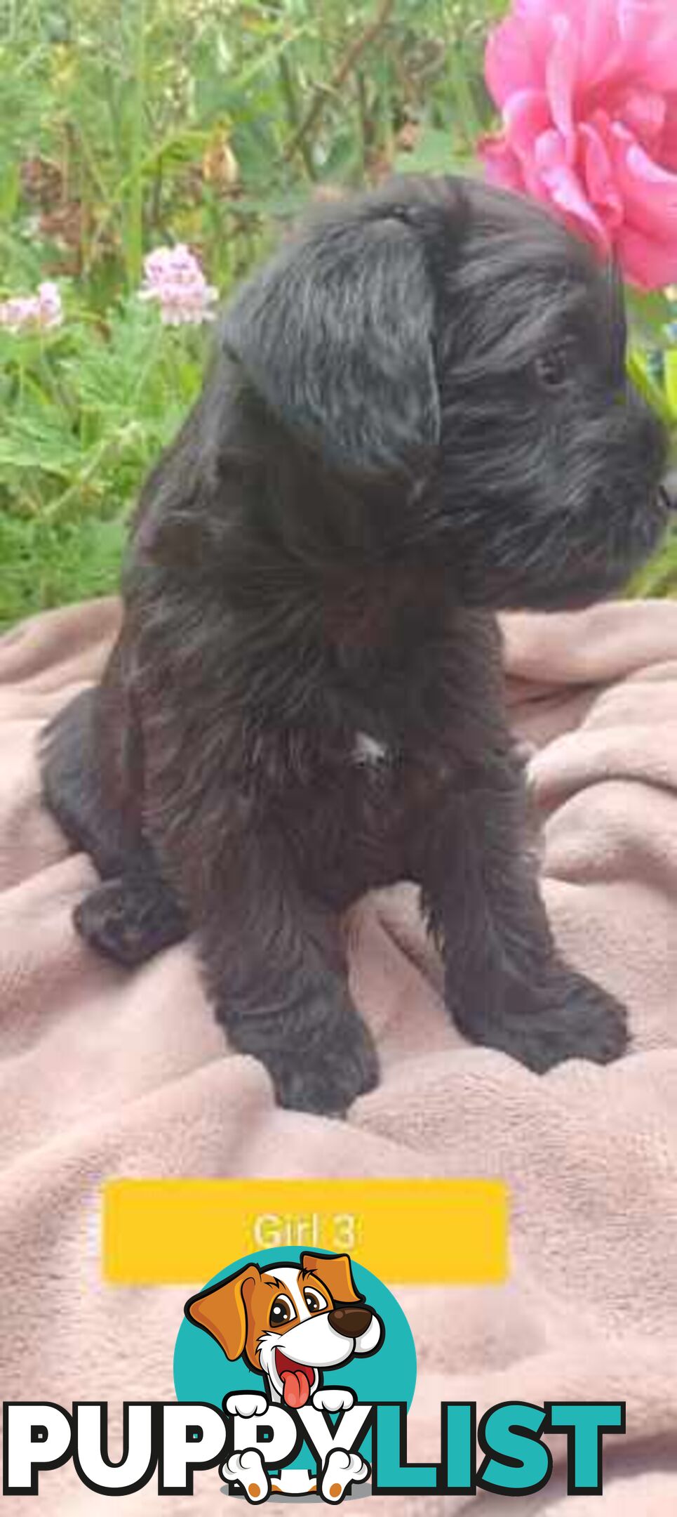 Cavoodle/Schnauzer Puppies