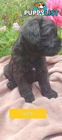 Cavoodle/Schnauzer Puppies