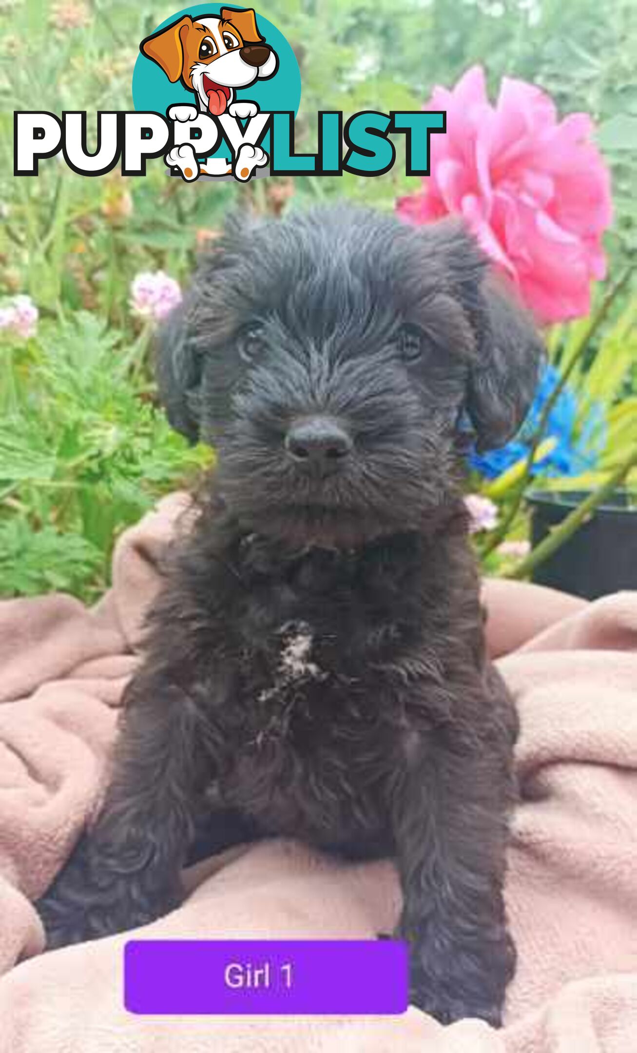 Cavoodle/Schnauzer Puppies