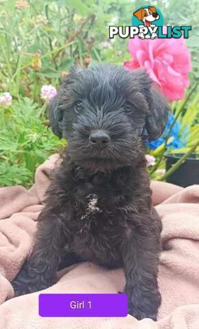 Cavoodle/Schnauzer Puppies