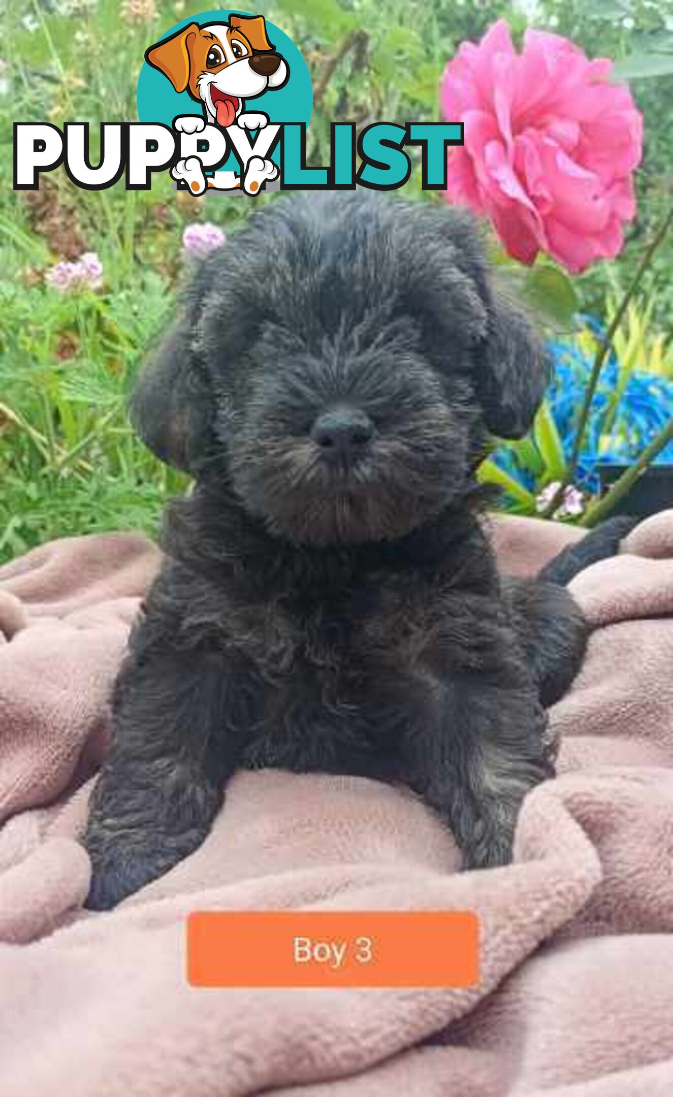 Cavoodle/Schnauzer Puppies