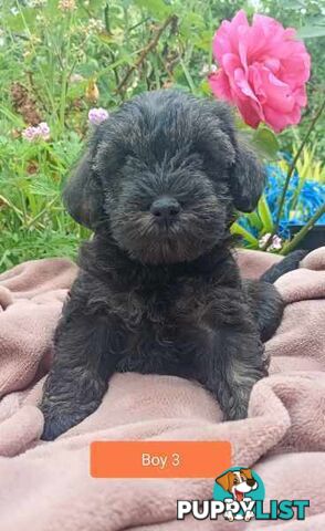 Cavoodle/Schnauzer Puppies