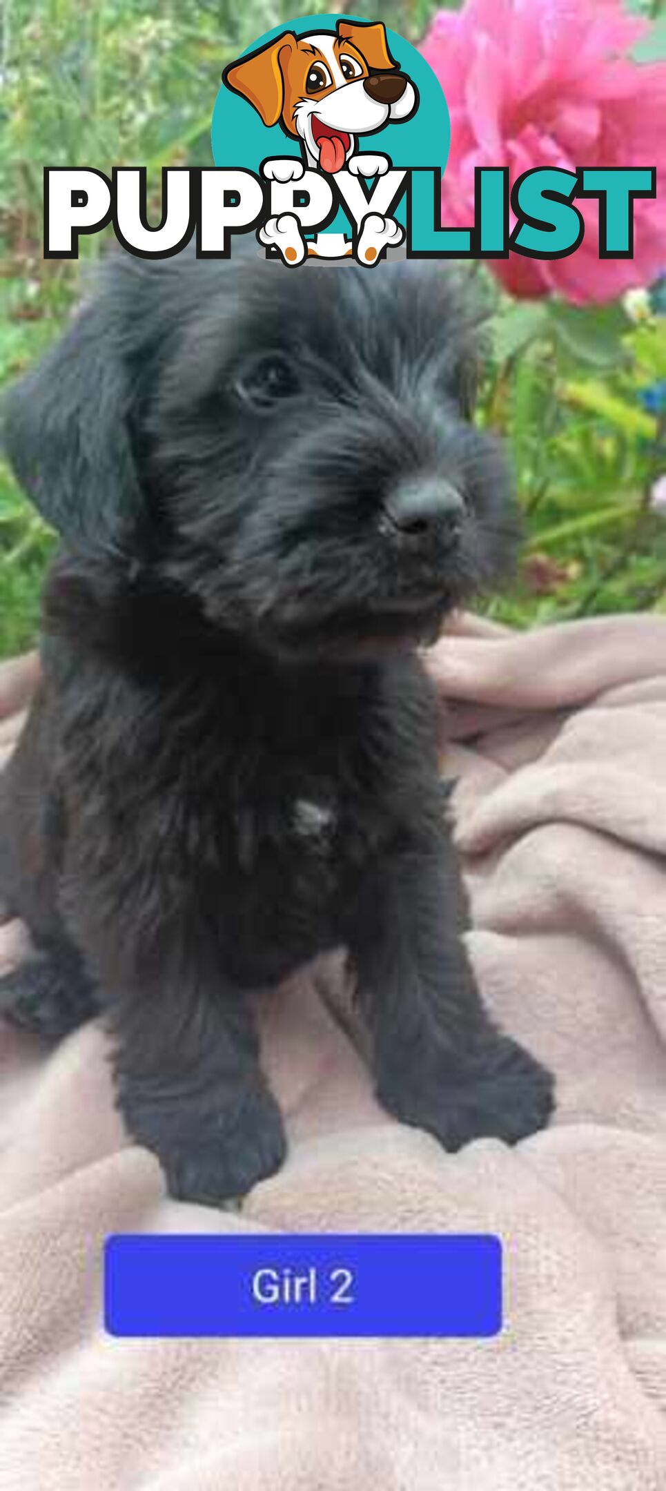 Cavoodle/Schnauzer Puppies