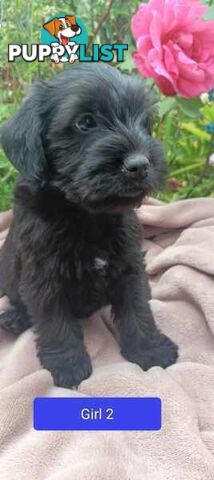 Cavoodle/Schnauzer Puppies