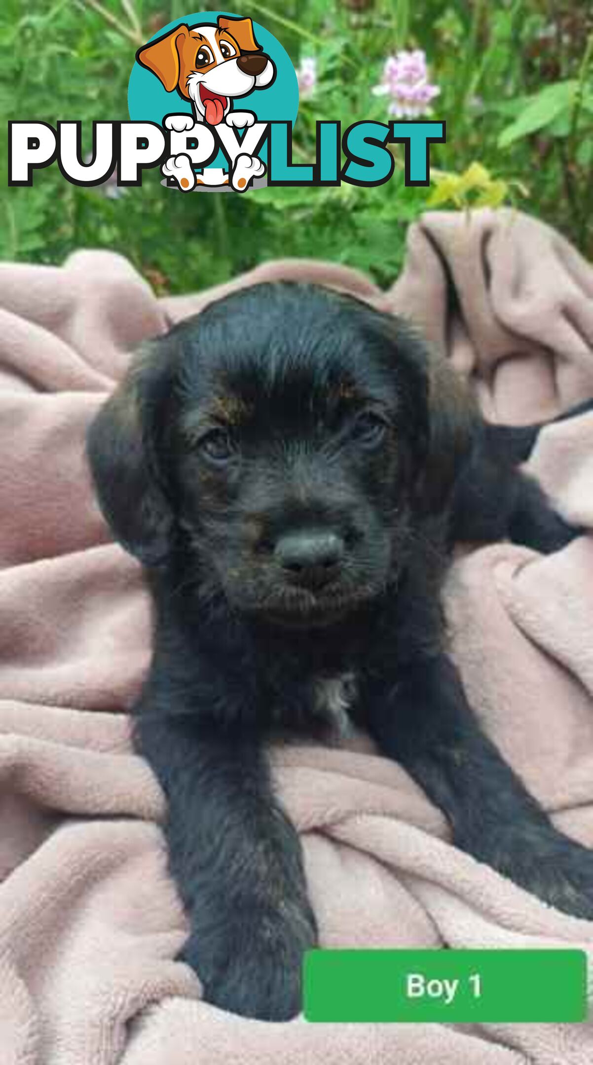 Cavoodle/Schnauzer Puppies