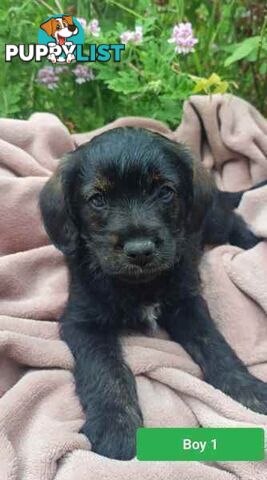 Cavoodle/Schnauzer Puppies