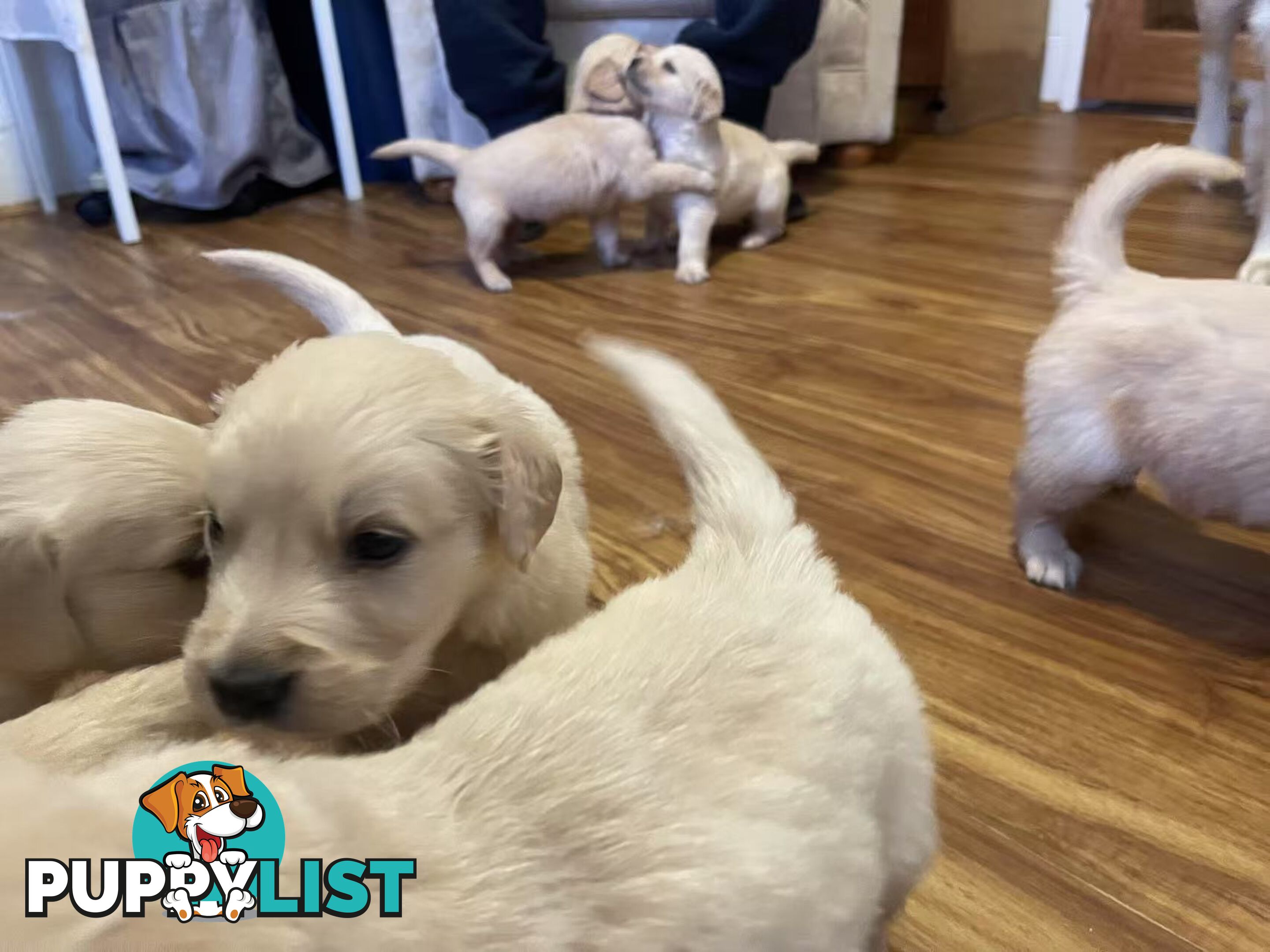 Canadian Golden Retriever Furbabies