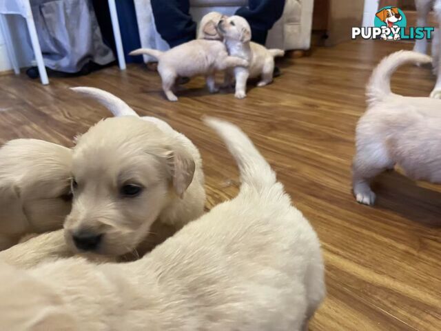 Canadian Golden Retriever Furbabies