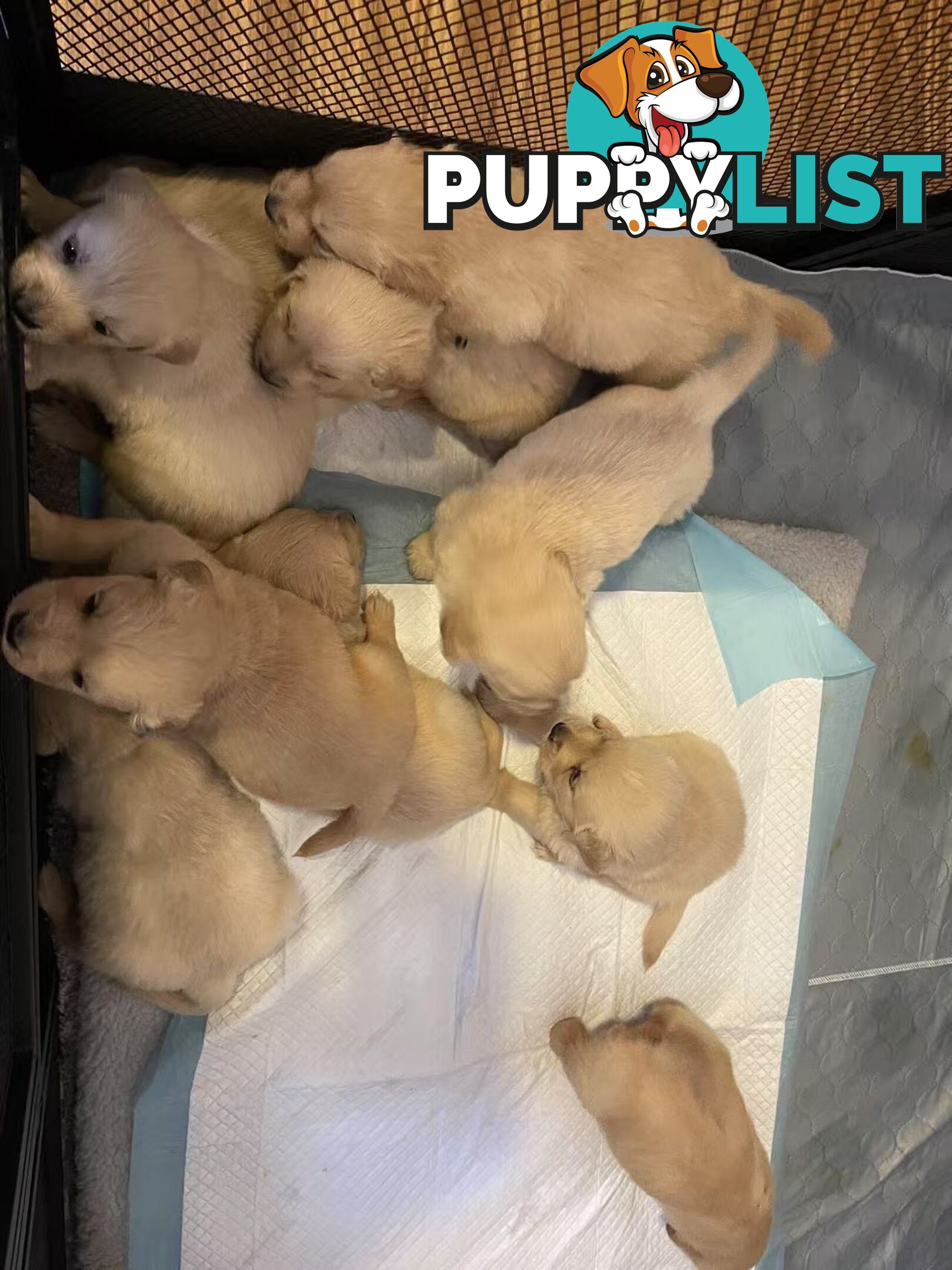 Canadian Golden Retriever Furbabies