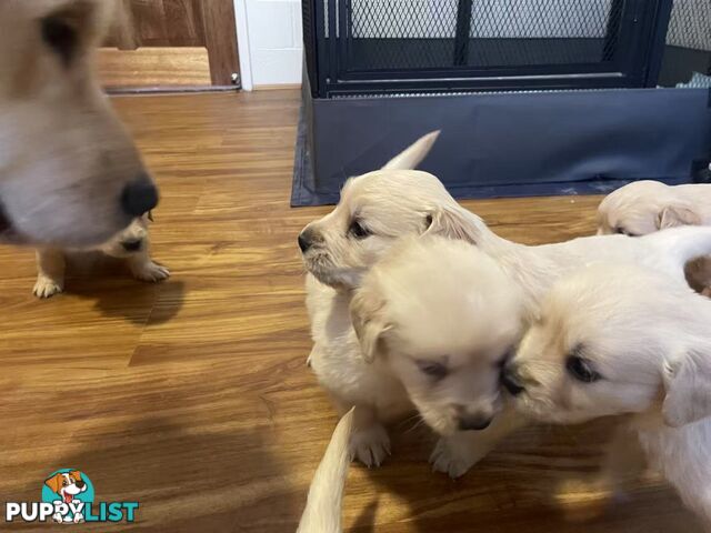 Canadian Golden Retriever Furbabies