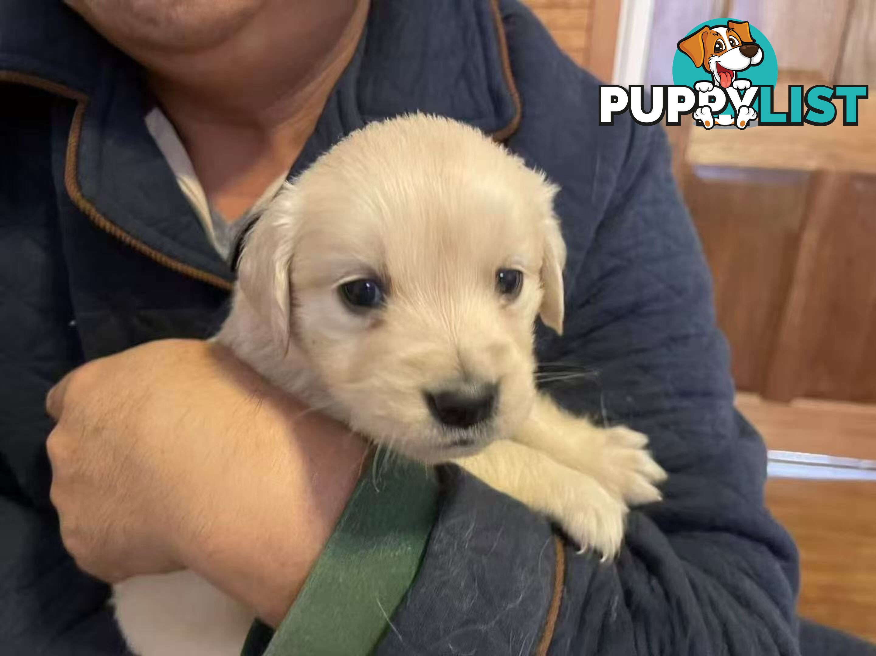 Canadian Golden Retriever Furbabies