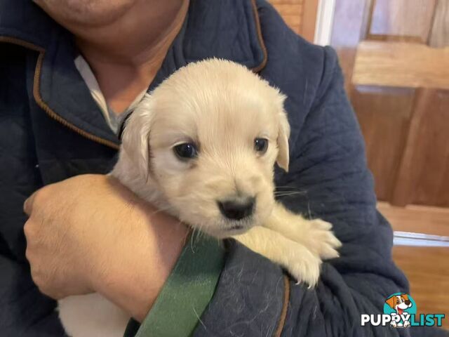Canadian Golden Retriever Furbabies