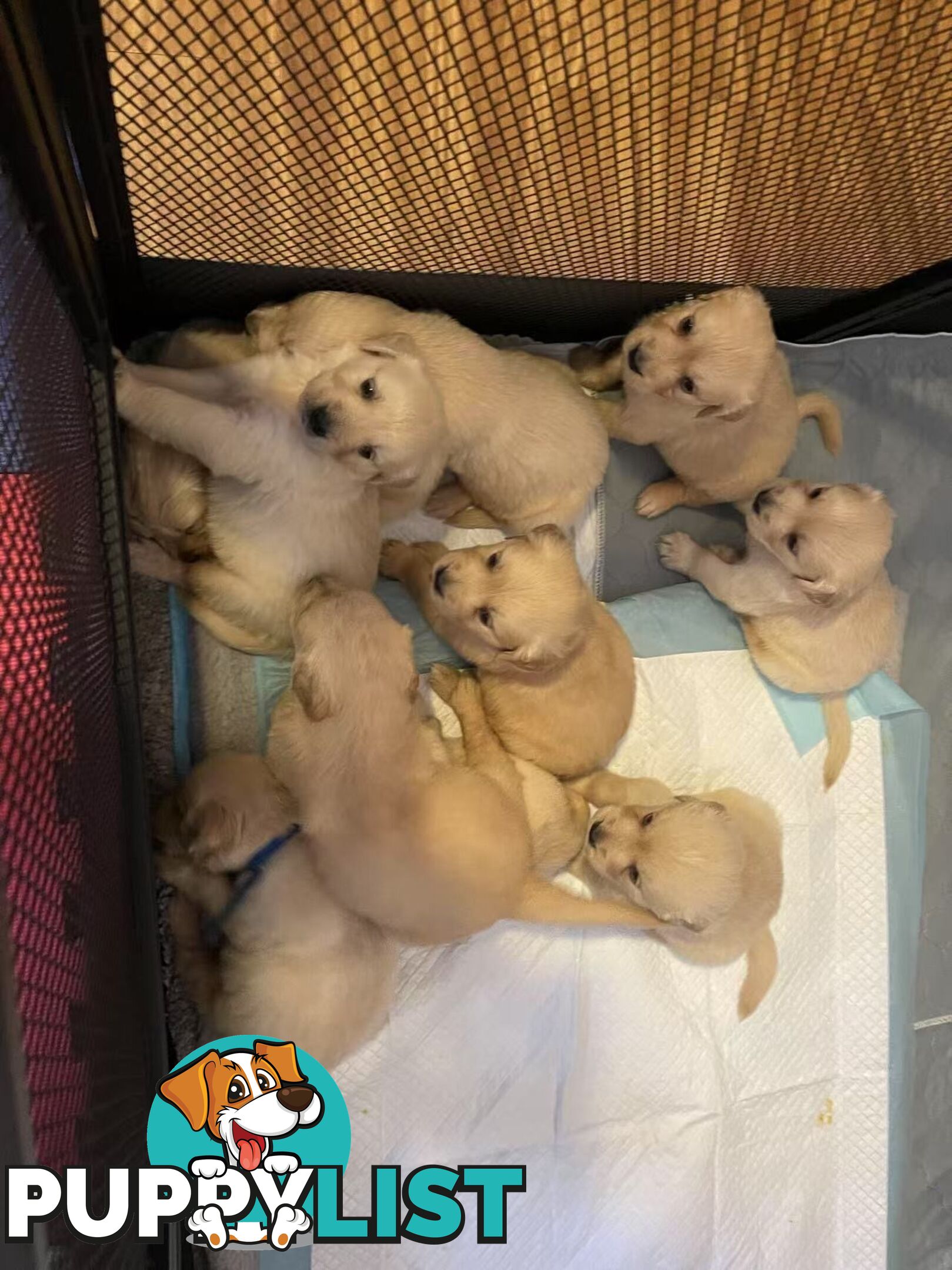 Canadian Golden Retriever Furbabies