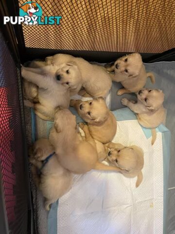 Canadian Golden Retriever Furbabies