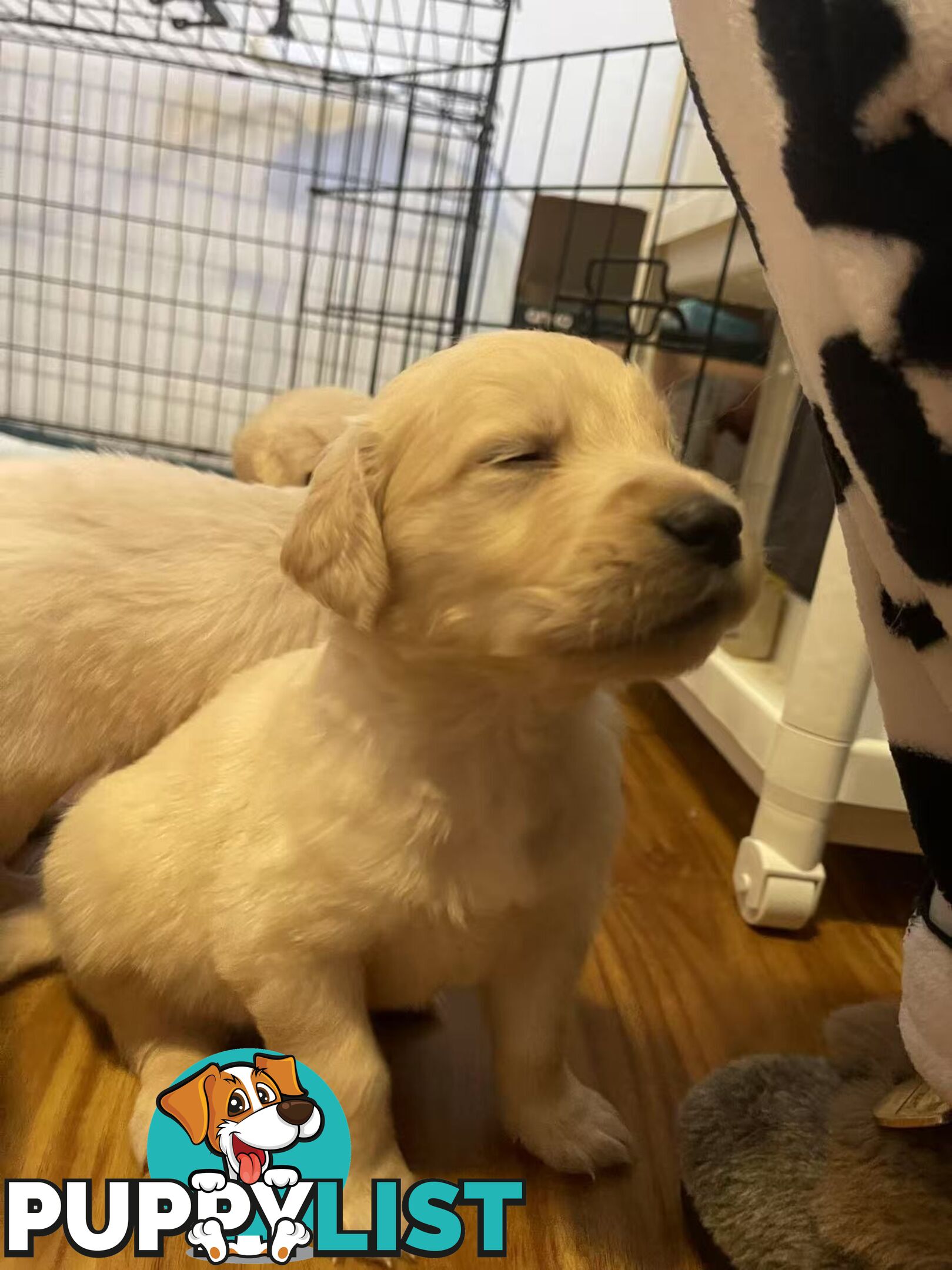 Canadian Golden Retriever Furbabies