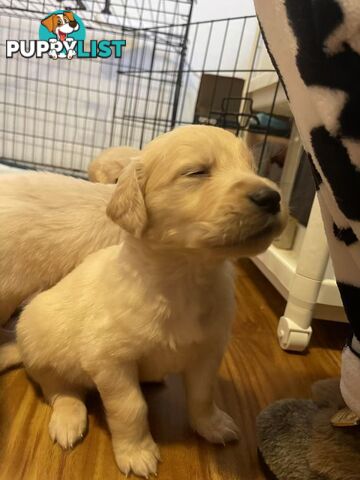 Canadian Golden Retriever Furbabies