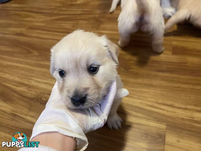 Canadian Golden Retriever Furbabies