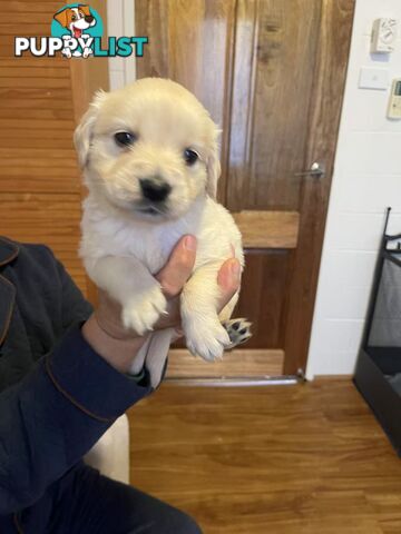 Canadian Golden Retriever Furbabies