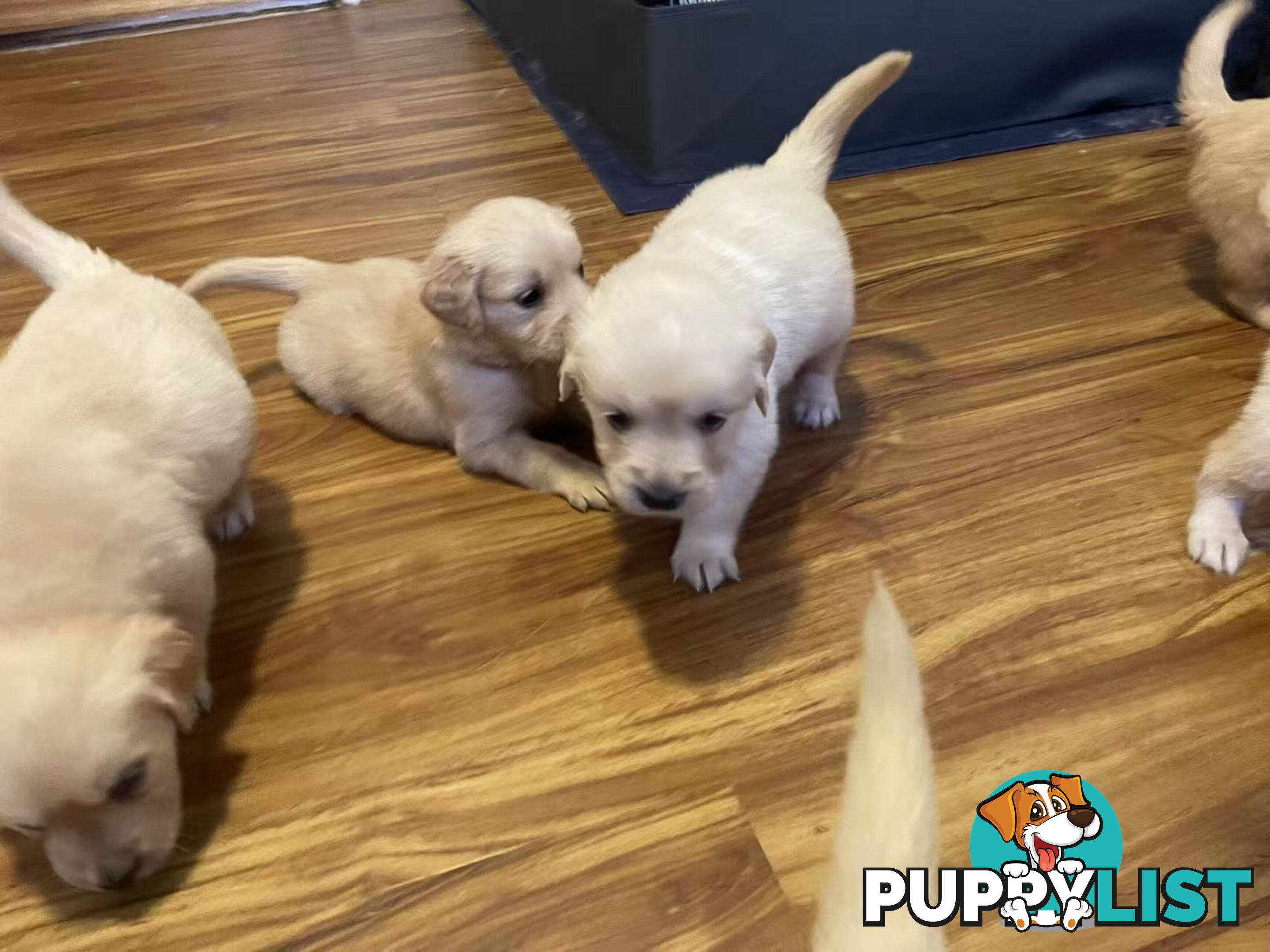 Canadian Golden Retriever Furbabies