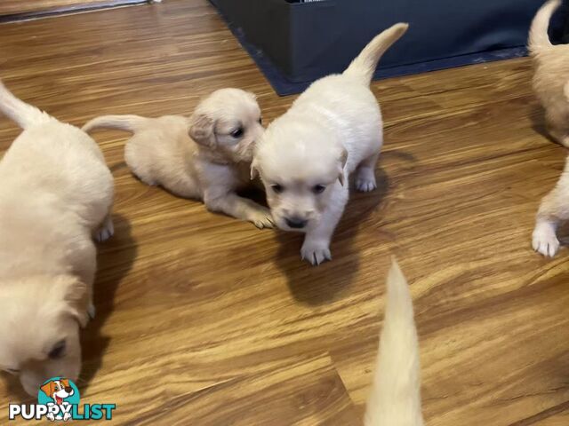 Canadian Golden Retriever Furbabies