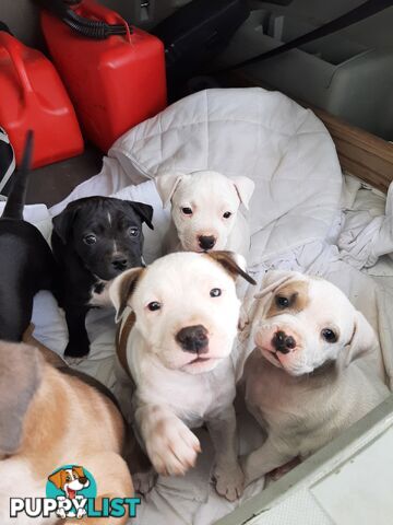 Staffy Pups