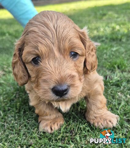 Mini Toy Poodle x Mini Dachshund