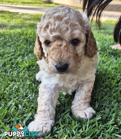 Mini Toy Poodle x Mini Dachshund